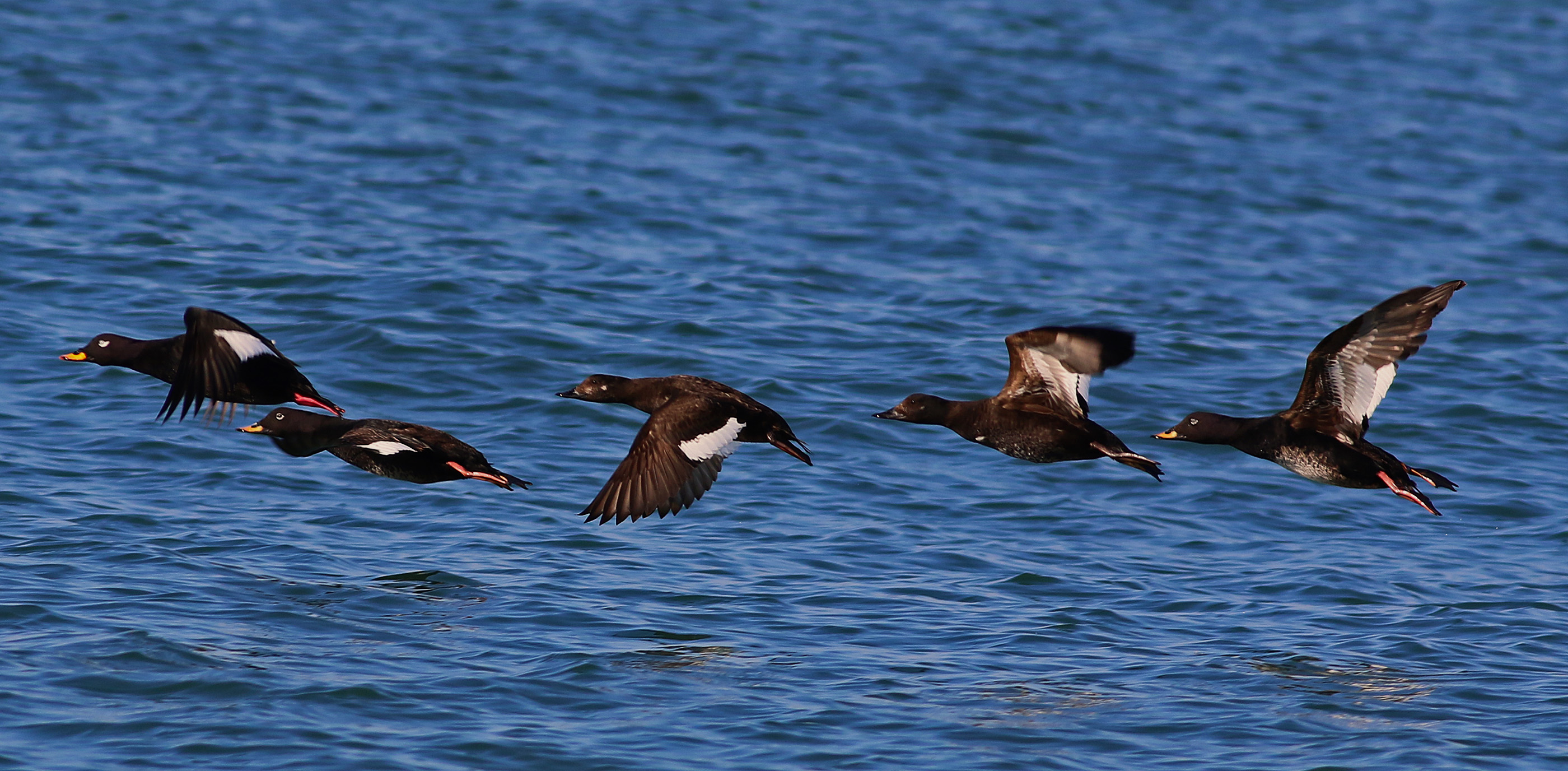 Velvet Scoter